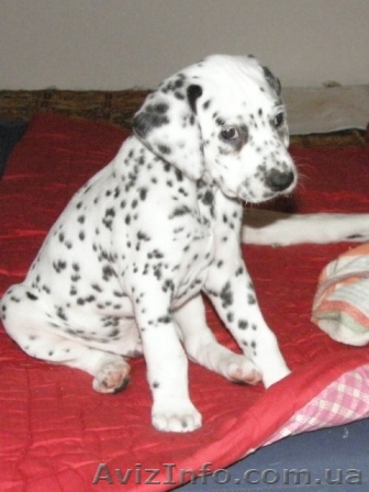 Элитный щенок далматина. - <ro>Изображение</ro><ru>Изображение</ru> #1, <ru>Объявление</ru> #62402