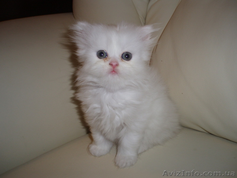 Персидская кошечка - <ro>Изображение</ro><ru>Изображение</ru> #1, <ru>Объявление</ru> #68452