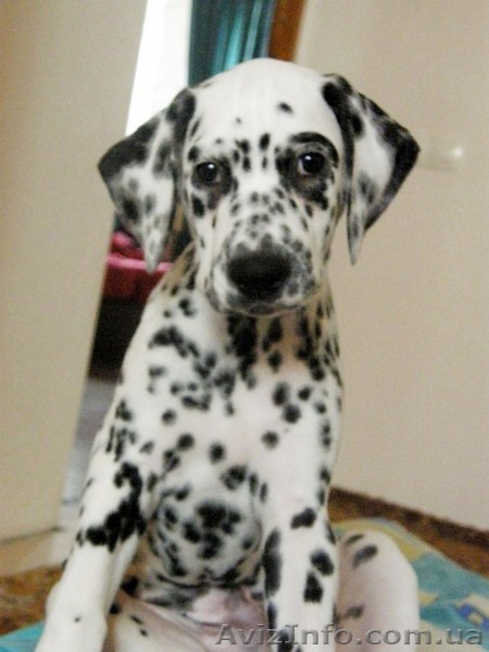 Продается щенок далматина. - <ro>Изображение</ro><ru>Изображение</ru> #1, <ru>Объявление</ru> #72077