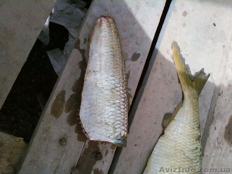 Сардинелла тушка 920 у.е CFR, сардина тушка, скумбрия - <ro>Изображение</ro><ru>Изображение</ru> #1, <ru>Объявление</ru> #40991