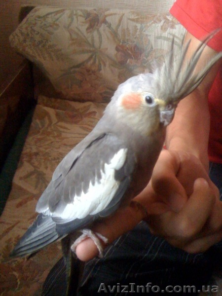 Продам птенцов Корелл-Нимфа - <ro>Изображение</ro><ru>Изображение</ru> #1, <ru>Объявление</ru> #73620