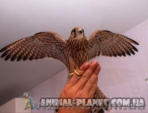 отдам в хорошие руки птенца пустельги - <ro>Изображение</ro><ru>Изображение</ru> #1, <ru>Объявление</ru> #65243