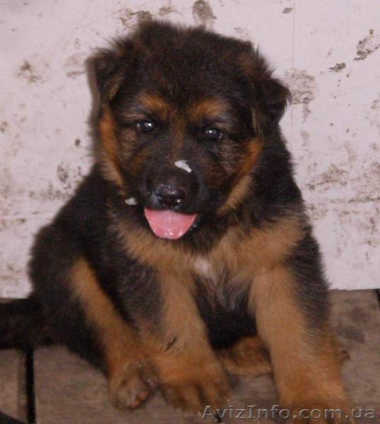 Щенки немецкой овчарки, суки. - <ro>Изображение</ro><ru>Изображение</ru> #1, <ru>Объявление</ru> #61200