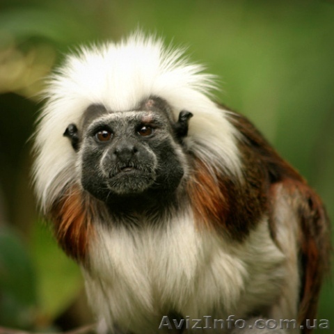 Ручные обезьяны - <ro>Изображение</ro><ru>Изображение</ru> #1, <ru>Объявление</ru> #71631