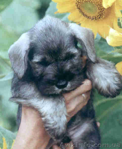 Продам щенков цвергшнауцеров перец с солью - <ro>Изображение</ro><ru>Изображение</ru> #1, <ru>Объявление</ru> #62372