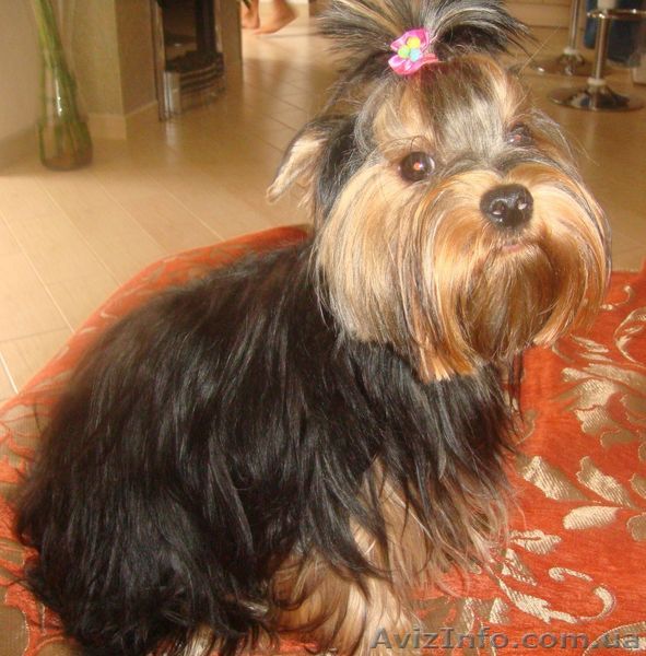 продам йоркширского терера - <ro>Изображение</ro><ru>Изображение</ru> #1, <ru>Объявление</ru> #83988