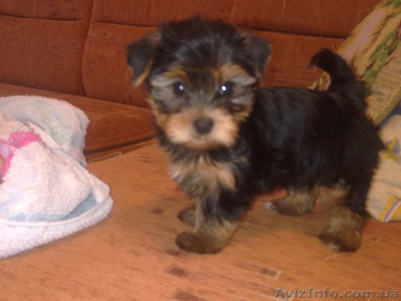 срочно продам щенка мини йорка - <ro>Изображение</ro><ru>Изображение</ru> #1, <ru>Объявление</ru> #83063