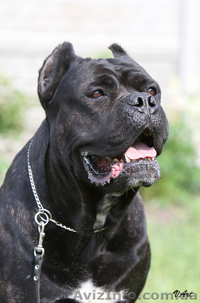 Кане корсо, щенки - <ro>Изображение</ro><ru>Изображение</ru> #1, <ru>Объявление</ru> #81060