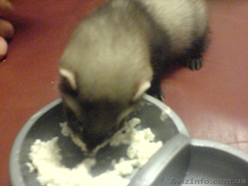 Продам очаровательного  хорька! - <ro>Изображение</ro><ru>Изображение</ru> #1, <ru>Объявление</ru> #85327