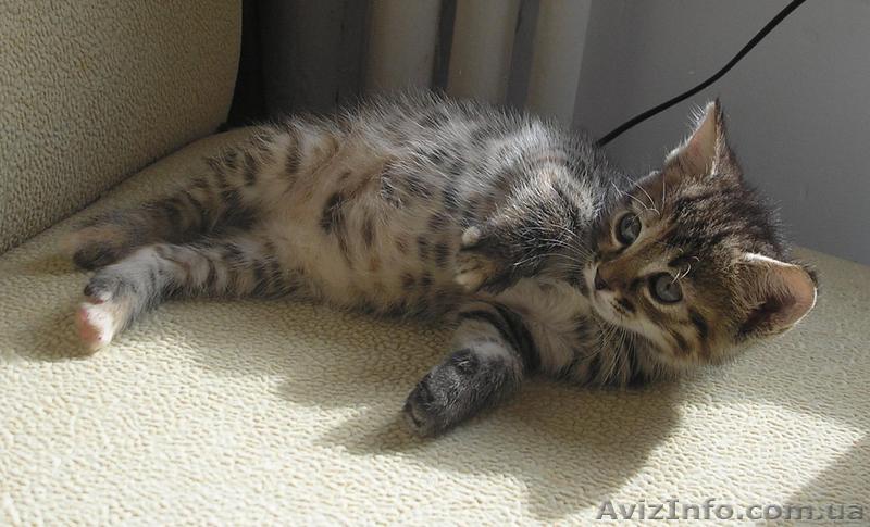 киев - котята курильский бобтейл - <ro>Изображение</ro><ru>Изображение</ru> #1, <ru>Объявление</ru> #84201