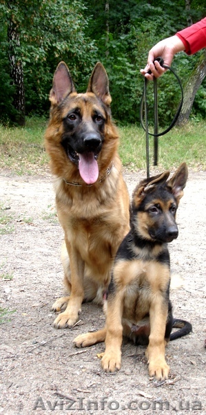 Продам высокопородного щенка Немецкой овчарки!! - <ro>Изображение</ro><ru>Изображение</ru> #1, <ru>Объявление</ru> #85313