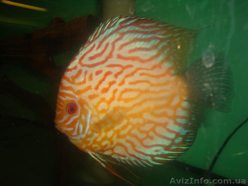 Продам разных АКВАРИУМНЫХ РЫБОК - <ro>Изображение</ro><ru>Изображение</ru> #1, <ru>Объявление</ru> #77308