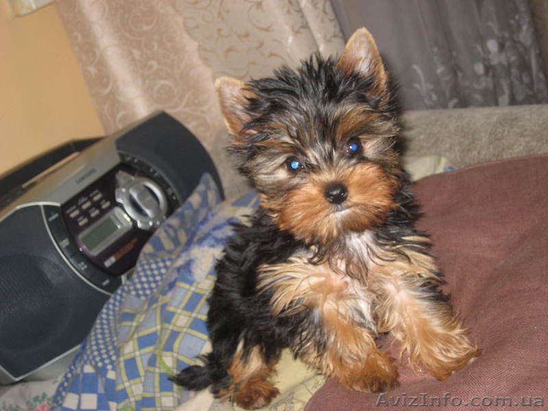 Щенки йоркширского терьера!  - <ro>Изображение</ro><ru>Изображение</ru> #1, <ru>Объявление</ru> #81844