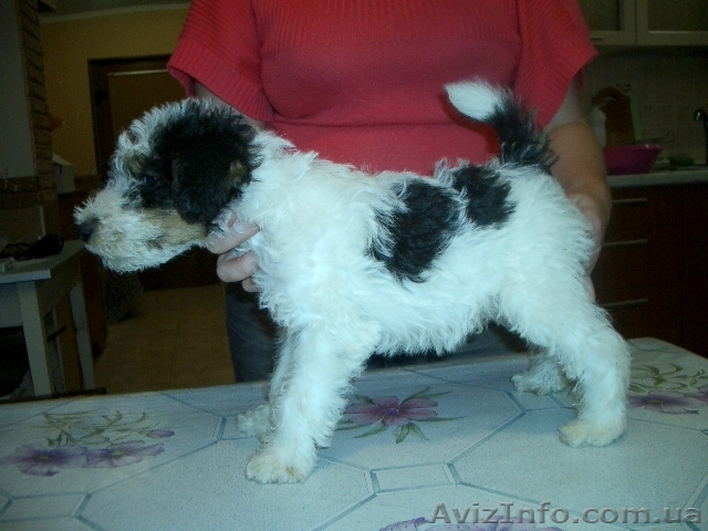 Фокстерьер партнер - <ro>Изображение</ro><ru>Изображение</ru> #1, <ru>Объявление</ru> #83353