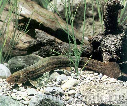 Аквариумные ВЬЮНЫ!!!!!!!!!!!!!!!!!!!!! - <ro>Изображение</ro><ru>Изображение</ru> #1, <ru>Объявление</ru> #79282