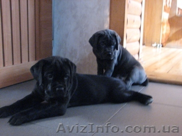 кане корсо щенки - <ro>Изображение</ro><ru>Изображение</ru> #1, <ru>Объявление</ru> #79805