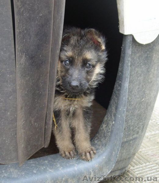 Продаются щенки немецкой овчарки - <ro>Изображение</ro><ru>Изображение</ru> #1, <ru>Объявление</ru> #86578