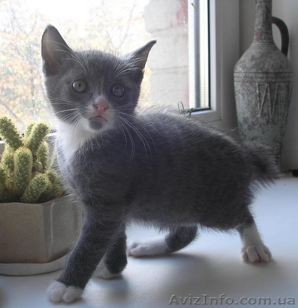 котята курильский бобтейл - <ro>Изображение</ro><ru>Изображение</ru> #1, <ru>Объявление</ru> #84129