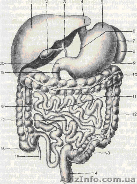 Очистка кишечника - <ro>Изображение</ro><ru>Изображение</ru> #1, <ru>Объявление</ru> #95314