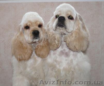 Лучшие щенки!!!Американского кокер чпаниеля - <ro>Изображение</ro><ru>Изображение</ru> #1, <ru>Объявление</ru> #88126