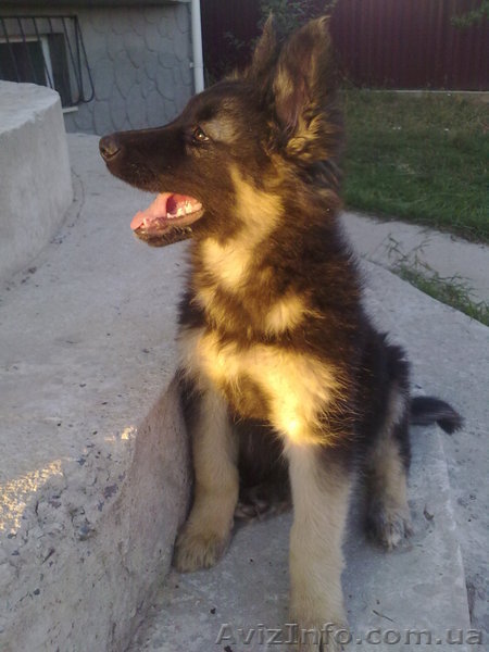 ПРОДАЮТСЯ ЩЕНКИ НЕМЕЦКОЙ ОВЧАРКИ!!  - <ro>Изображение</ro><ru>Изображение</ru> #1, <ru>Объявление</ru> #93491