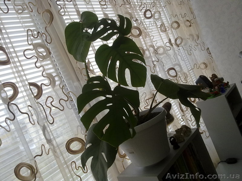 Продам Монстеру. 100грн. - <ro>Изображение</ro><ru>Изображение</ru> #1, <ru>Объявление</ru> #99495
