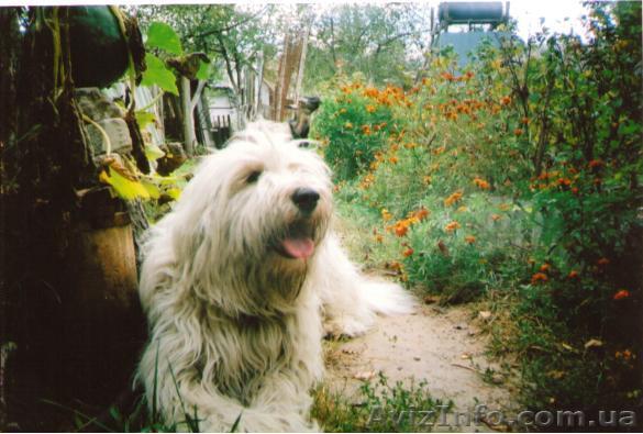 Продаю щенков юро - <ro>Изображение</ro><ru>Изображение</ru> #1, <ru>Объявление</ru> #98756