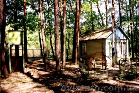 действующая база отдыха в сосновом лесу - <ro>Изображение</ro><ru>Изображение</ru> #1, <ru>Объявление</ru> #90485