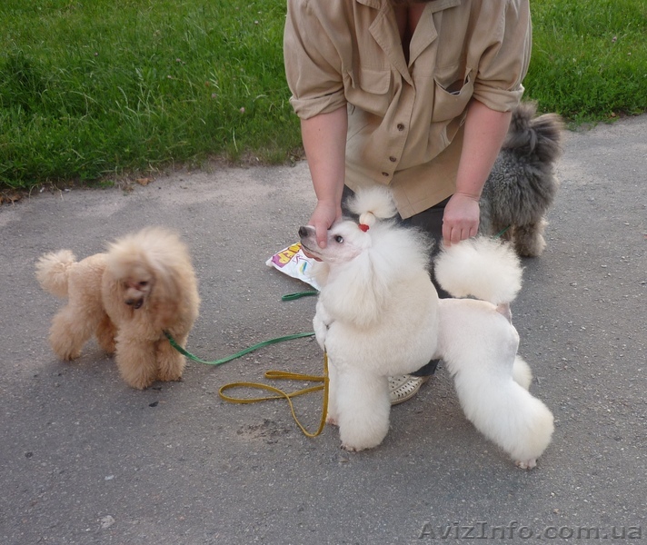 Лучшие пудели Украины! - <ro>Изображение</ro><ru>Изображение</ru> #1, <ru>Объявление</ru> #94735