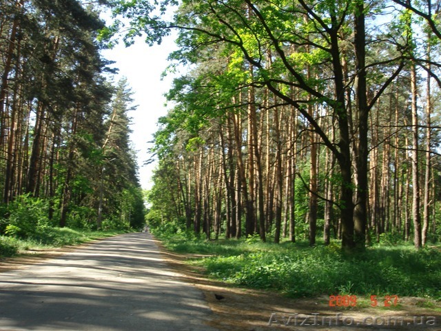 Коцюбинське , Пономарьова - <ro>Изображение</ro><ru>Изображение</ru> #1, <ru>Объявление</ru> #96600