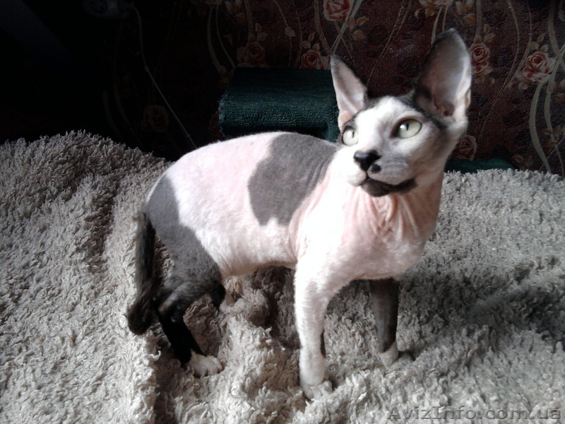 Котик канадский сфинкс - <ro>Изображение</ro><ru>Изображение</ru> #1, <ru>Объявление</ru> #92911