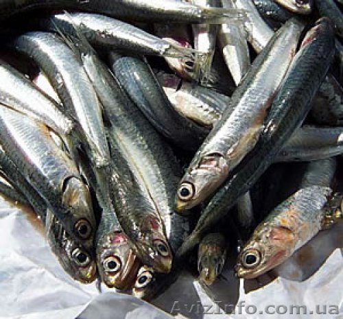 Продам хамсу от произволителя - <ro>Изображение</ro><ru>Изображение</ru> #1, <ru>Объявление</ru> #93150