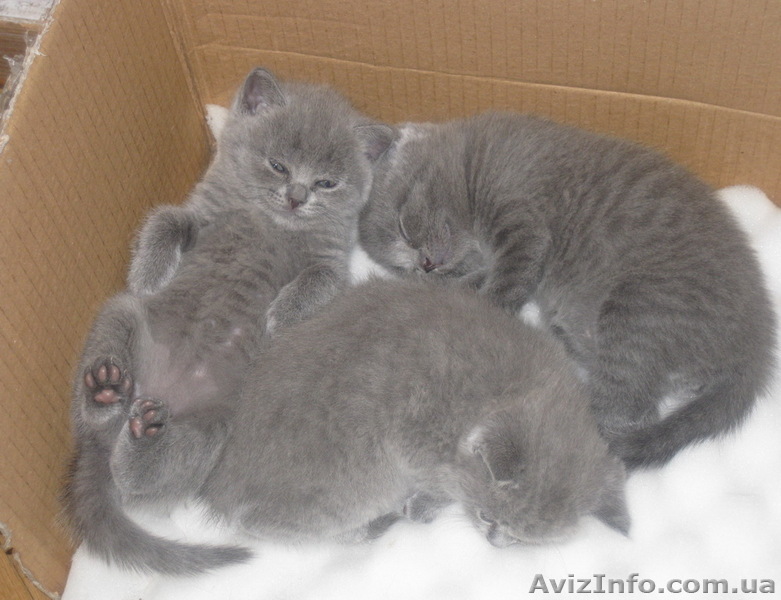 британские голубые - <ro>Изображение</ro><ru>Изображение</ru> #1, <ru>Объявление</ru> #89113