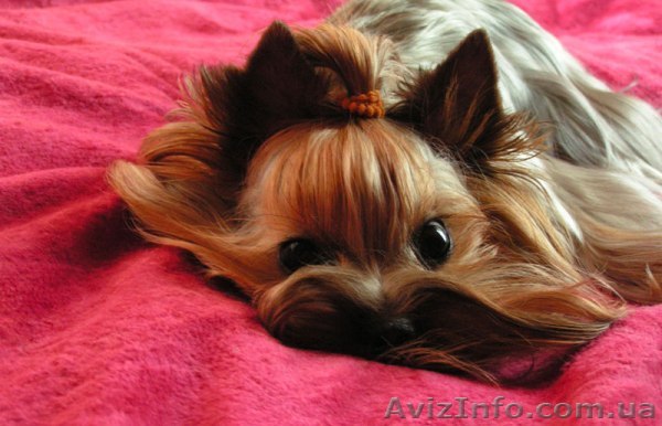 Йоркширский терьер (есть мини) - <ro>Изображение</ro><ru>Изображение</ru> #1, <ru>Объявление</ru> #99429