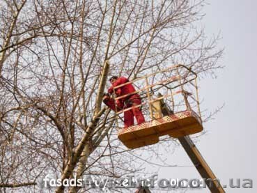 Спиливание, подрезка, корчевание деревьев - <ro>Изображение</ro><ru>Изображение</ru> #1, <ru>Объявление</ru> #96496