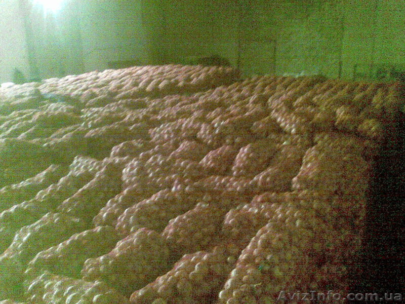 Частное Предприятие Агроинвест - <ro>Изображение</ro><ru>Изображение</ru> #1, <ru>Объявление</ru> #100836