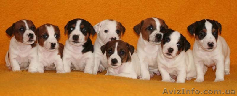 Щенки Джек Рассел Терьера - <ro>Изображение</ro><ru>Изображение</ru> #1, <ru>Объявление</ru> #89883