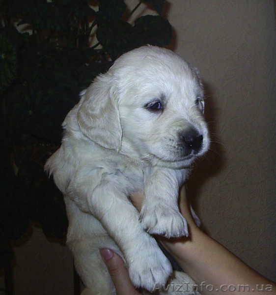 щенки золотистого (голден) ретривера Киев - <ro>Изображение</ro><ru>Изображение</ru> #1, <ru>Объявление</ru> #102213