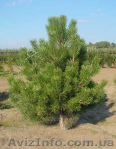 продажа живых новогодних елок - <ro>Изображение</ro><ru>Изображение</ru> #1, <ru>Объявление</ru> #96998