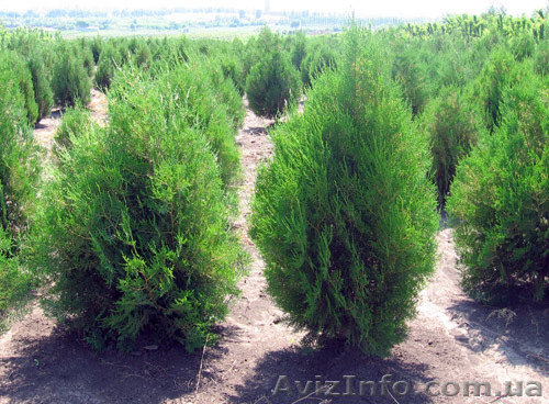 Саженцы декоративных кустарников - <ro>Изображение</ro><ru>Изображение</ru> #1, <ru>Объявление</ru> #94826