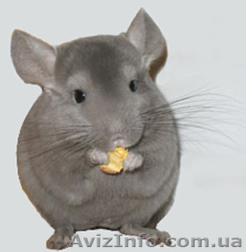 Шиншилла, Шиншиллы в Киеве - <ro>Изображение</ro><ru>Изображение</ru> #1, <ru>Объявление</ru> #108779