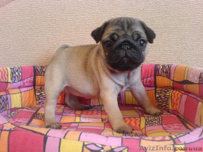 Замечательные мопсики - <ro>Изображение</ro><ru>Изображение</ru> #1, <ru>Объявление</ru> #110888