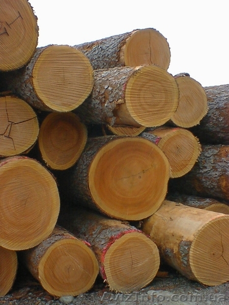 Круглый лес (кругляк, пиловочник) - Черешня - <ro>Изображение</ro><ru>Изображение</ru> #1, <ru>Объявление</ru> #106972