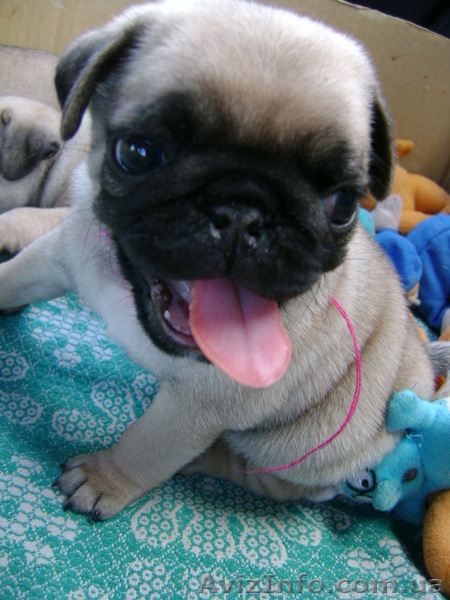 Мопс-щенки шоу класса - <ro>Изображение</ro><ru>Изображение</ru> #1, <ru>Объявление</ru> #109312