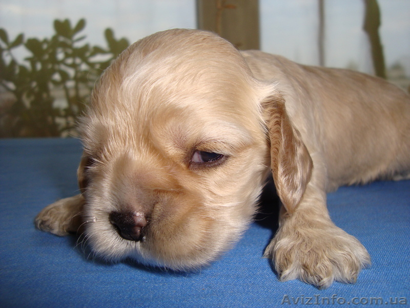 продам щенков американского кокер спаниеля - <ro>Изображение</ro><ru>Изображение</ru> #1, <ru>Объявление</ru> #108489