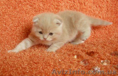 Шотландские вислоухие котята. - <ro>Изображение</ro><ru>Изображение</ru> #1, <ru>Объявление</ru> #110790