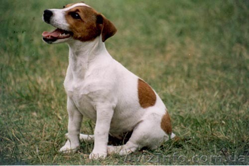 Отдам щенка в хорошие руки.  - <ro>Изображение</ro><ru>Изображение</ru> #1, <ru>Объявление</ru> #114120