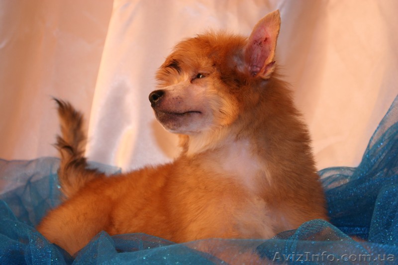 китайская хохлатая собачка,щенки - <ro>Изображение</ro><ru>Изображение</ru> #1, <ru>Объявление</ru> #112051