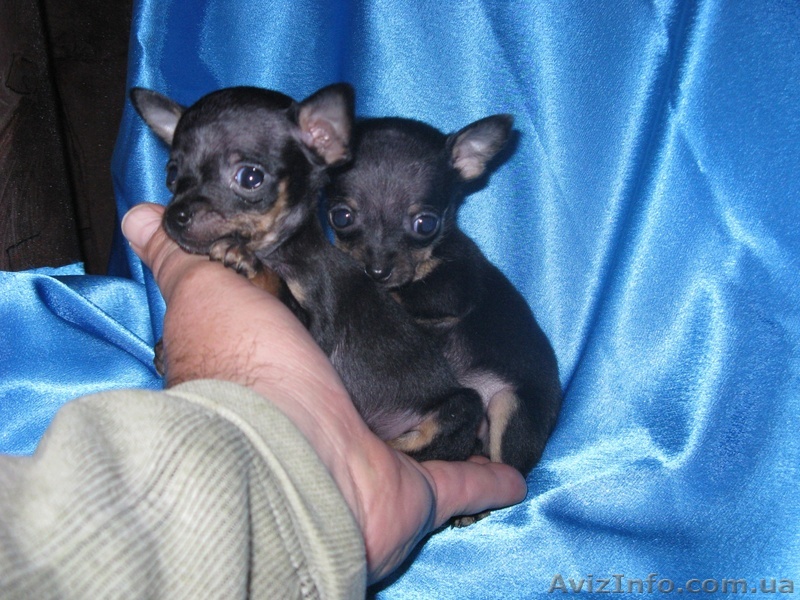 питомник ВераНика - <ro>Изображение</ro><ru>Изображение</ru> #1, <ru>Объявление</ru> #112853