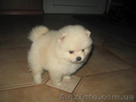 Померанский Шпиц,КСУ - <ro>Изображение</ro><ru>Изображение</ru> #1, <ru>Объявление</ru> #104726